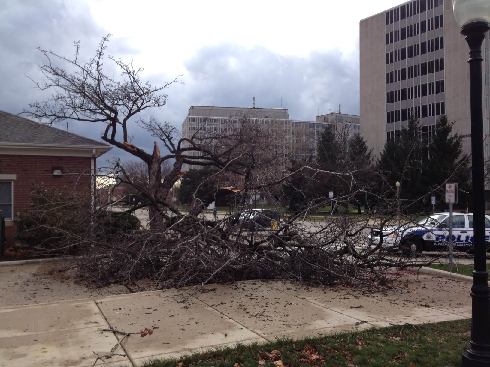 Fallen tree after a storm.